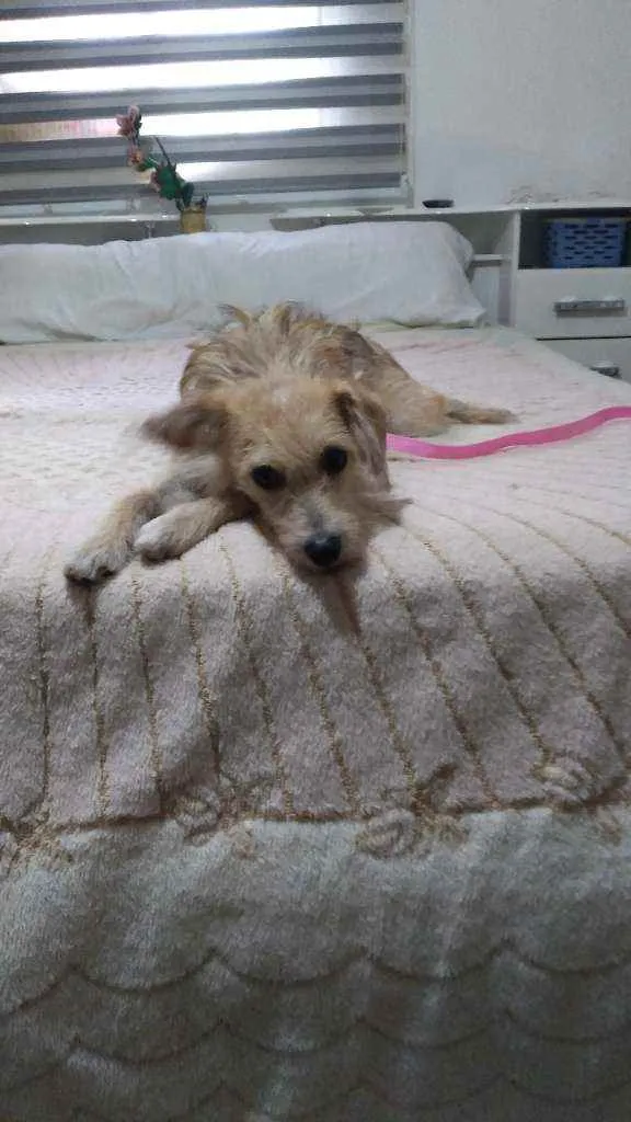 Cachorro raça SRD idade 1 ano nome Margarida