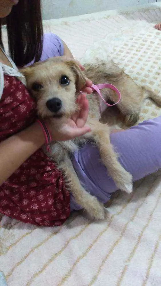 Cachorro raça SRD idade 1 ano nome Margarida