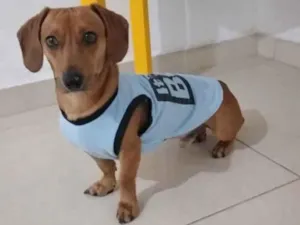 Cachorro raça Mix de salsicha  idade 7 a 11 meses nome Scooby