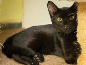Gato raça SRD-ViraLata idade 7 a 11 meses nome Salazar