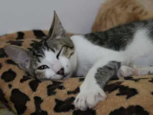 Gato raça SRD-ViraLata idade 7 a 11 meses nome Ligeirinho