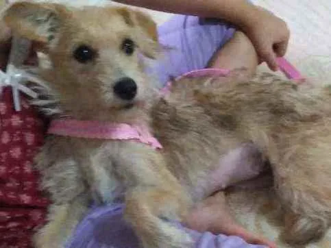 Cachorro raça SRD idade 1 ano nome Margarida