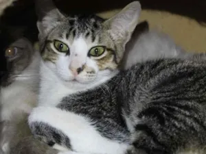 Gato raça SRD-ViraLata idade  nome Jerry