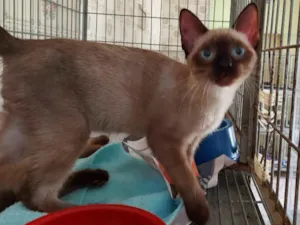 Gato raça SRD-ViraLata idade 7 a 11 meses nome Tsu