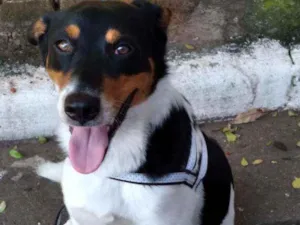 Cachorro raça RND idade 7 a 11 meses nome Flocos