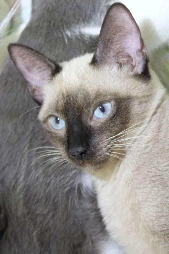 Gato raça SRD-ViraLata idade 7 a 11 meses nome Tse