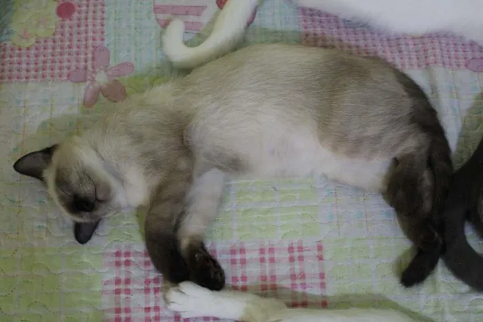 Gato raça SRD-ViraLata idade 7 a 11 meses nome Tse