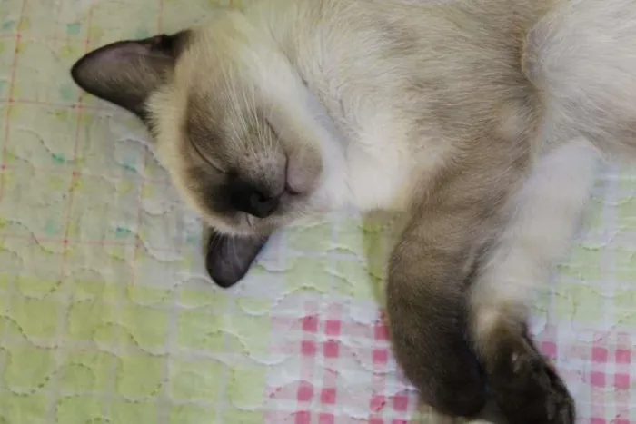 Gato raça SRD-ViraLata idade 7 a 11 meses nome Tse