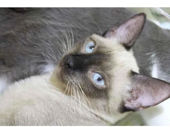 Gato raça SRD-ViraLata idade 7 a 11 meses nome Tse