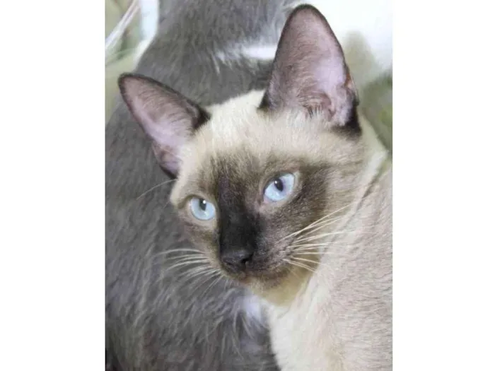 Gato raça SRD-ViraLata idade 7 a 11 meses nome Tse