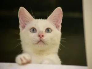 Gato raça SRD-ViraLata idade 7 a 11 meses nome Ana Rita