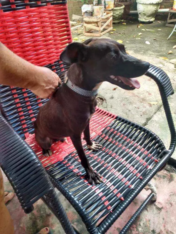 Cachorro raça Simples idade 2 anos nome THOLLEI