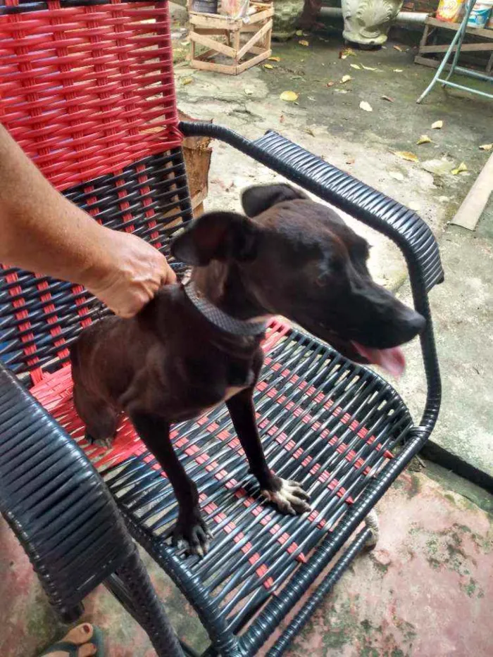 Cachorro raça Simples idade 2 anos nome THOLLEI