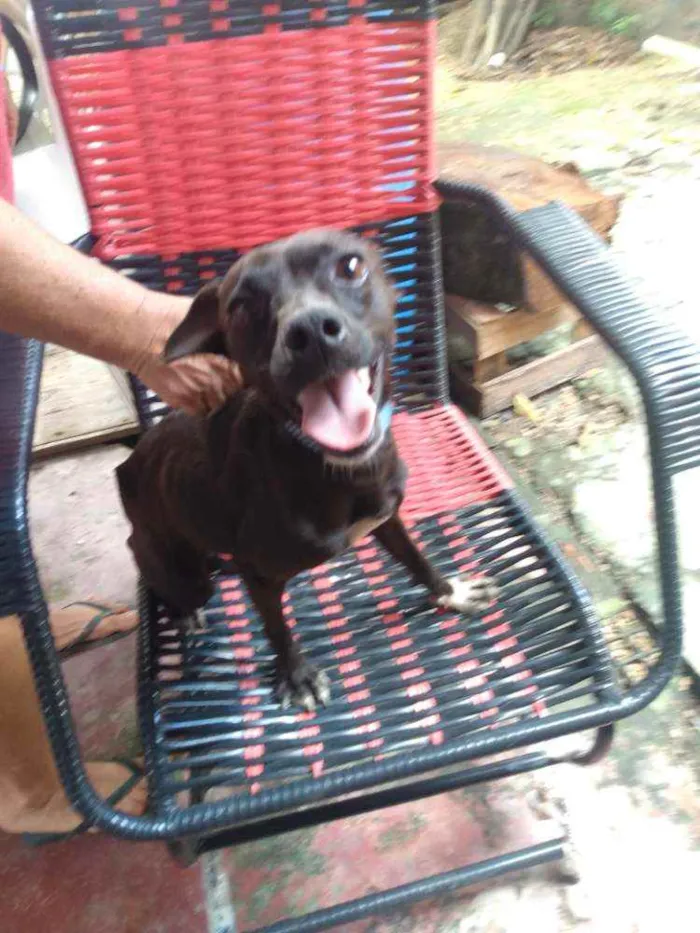 Cachorro raça Simples idade 2 anos nome THOLLEI