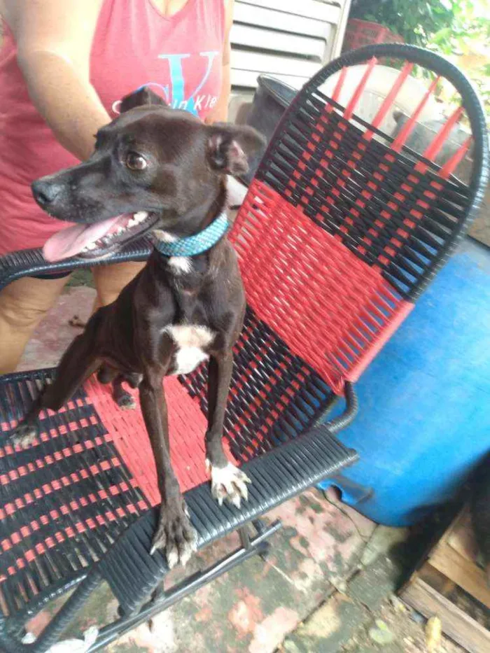 Cachorro raça Simples idade 2 anos nome THOLLEI