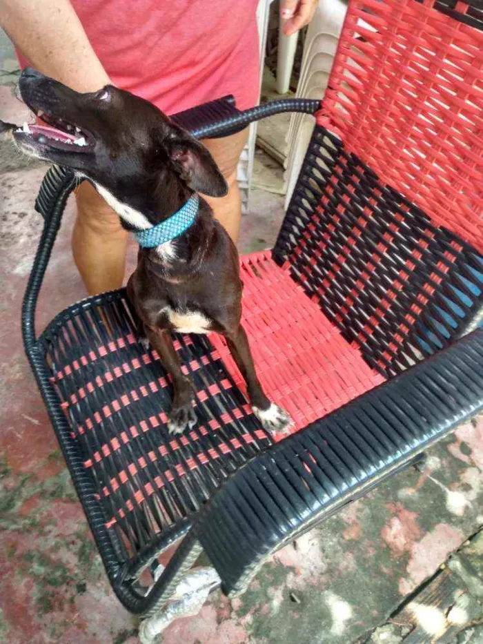 Cachorro raça Simples idade 2 anos nome THOLLEI
