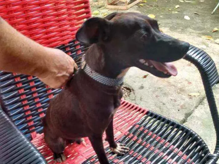 Cachorro raça Simples idade 2 anos nome THOLLEI