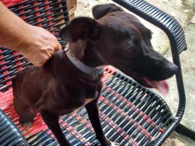 Cachorro raça Simples idade 2 anos nome THOLLEI