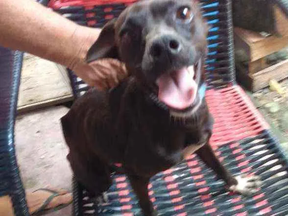 Cachorro raça Simples idade 2 anos nome THOLLEI