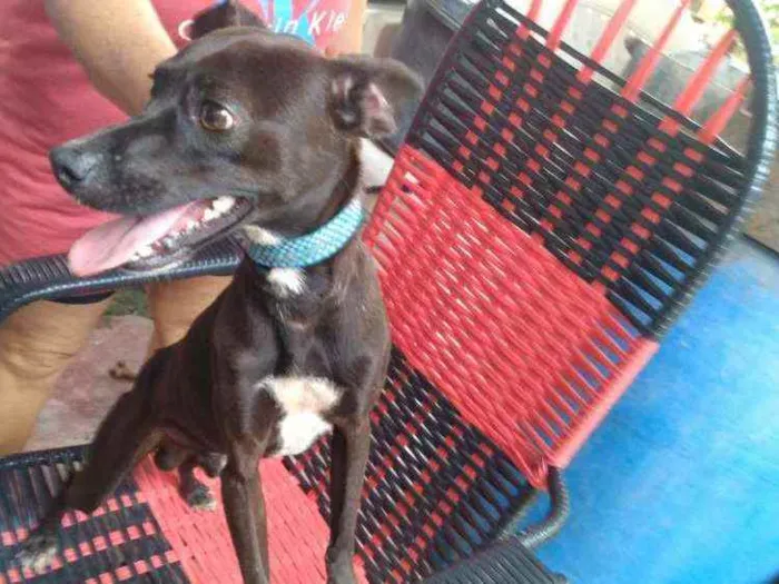 Cachorro raça Simples idade 2 anos nome THOLLEI