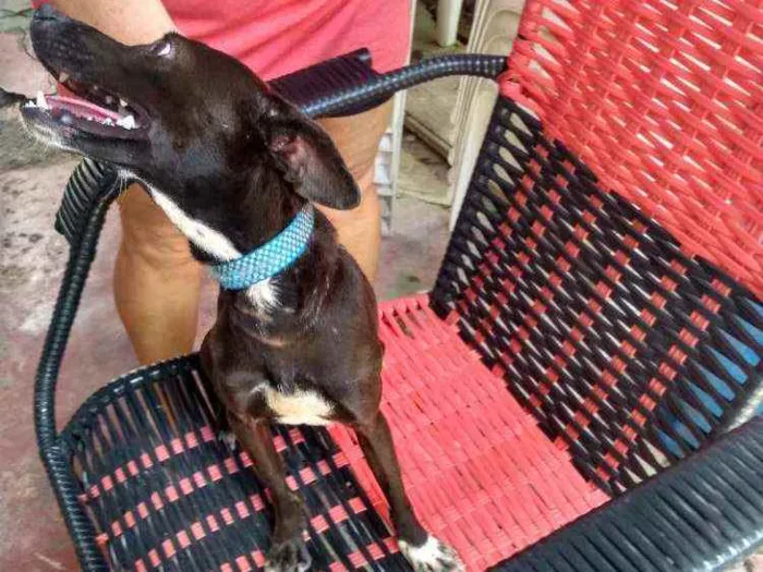 Cachorro raça Simples idade 2 anos nome THOLLEI