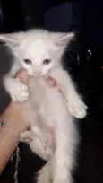 gatinha