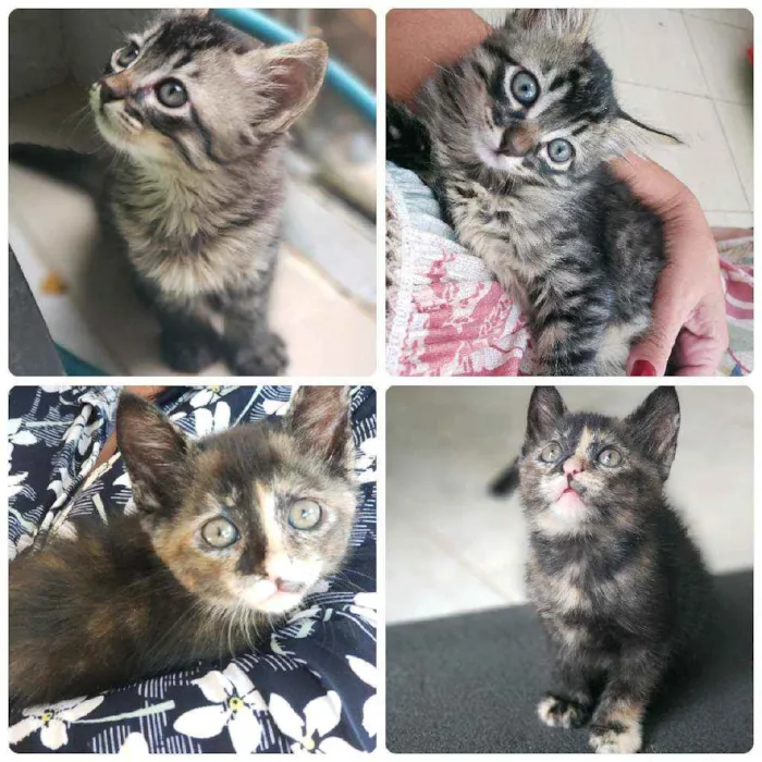 Gato ra a Srd idade Abaixo de 2 meses nome Hermione e Letícia 