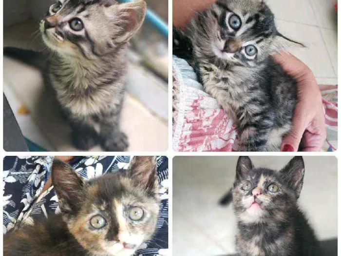 Gato ra a Srd idade Abaixo de 2 meses nome Hermione e Letícia 