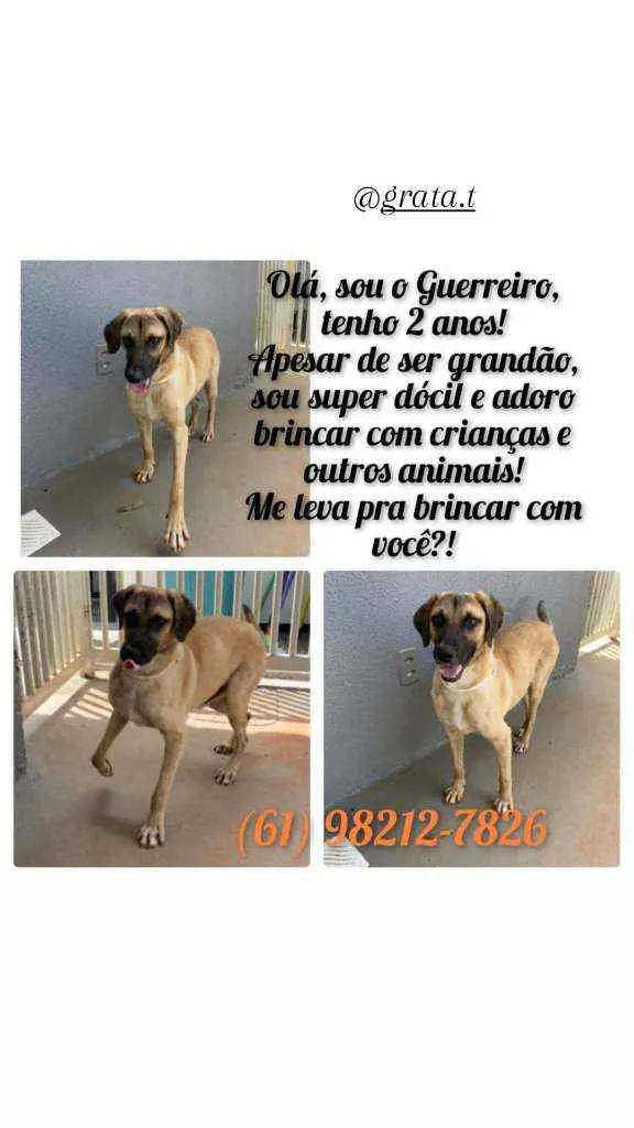 Cachorro ra a Srd idade 2 anos nome Guerreiro 