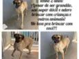 Guerreiro 