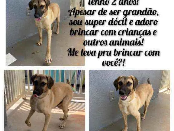 Cachorro ra a Srd idade 2 anos nome Guerreiro 