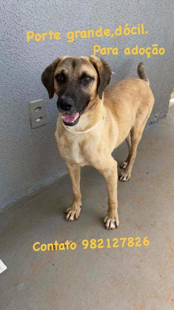 Cachorro ra a Srd idade 2 anos nome Guerreiro 