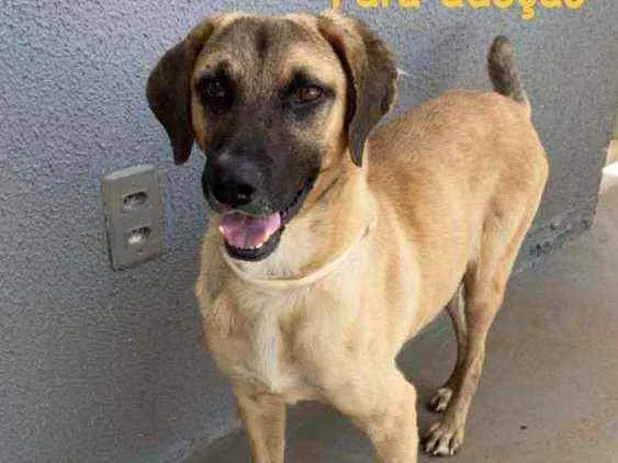 Cachorro ra a Srd idade 2 anos nome Guerreiro 