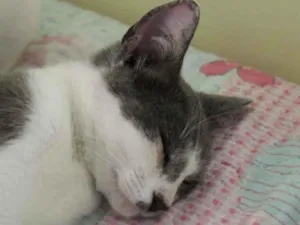 Gato raça SRD-ViraLata idade 2 a 6 meses nome Clark Kent