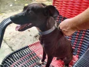 Cachorro raça Simples idade 2 anos nome THOLLEI