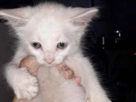 Gato ra a  idade 2 a 6 meses nome gatinha