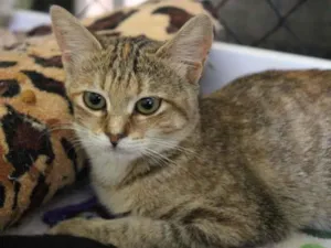 Gato raça SRD-ViraLata idade  nome Lois Lane