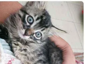 Gato raça Srd idade Abaixo de 2 meses nome Hermione e Letícia 
