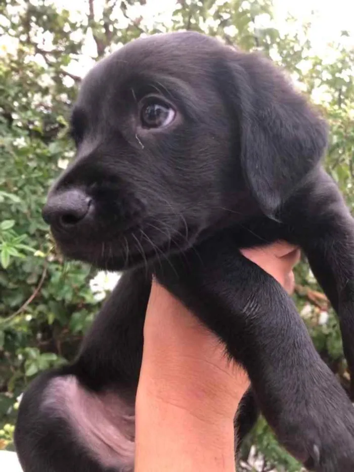 Cachorro raça Sem Raça Definida idade Abaixo de 2 meses nome Sem Nome