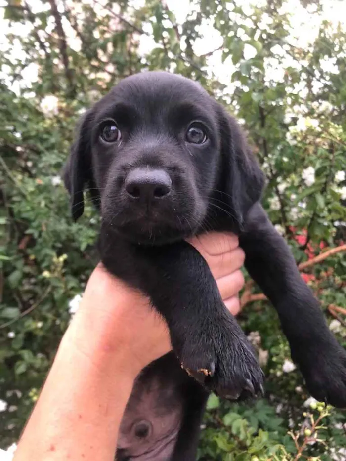Cachorro raça Sem Raça Definida idade Abaixo de 2 meses nome Sem Nome
