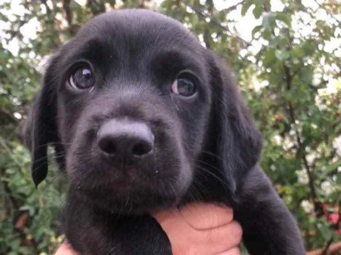 Cachorro raça Sem Raça Definida idade Abaixo de 2 meses nome Sem Nome