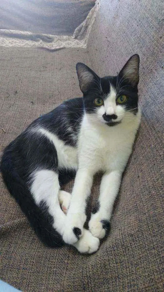 Gato raça Srd idade 2 a 6 meses nome Cristal