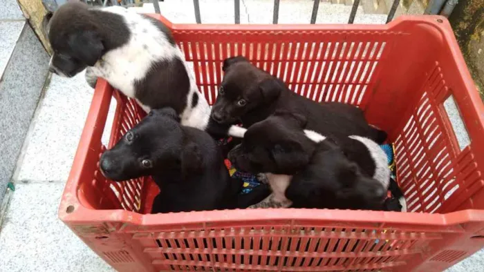 Cachorro ra a Vira-lata idade Abaixo de 2 meses nome Filhotes 
