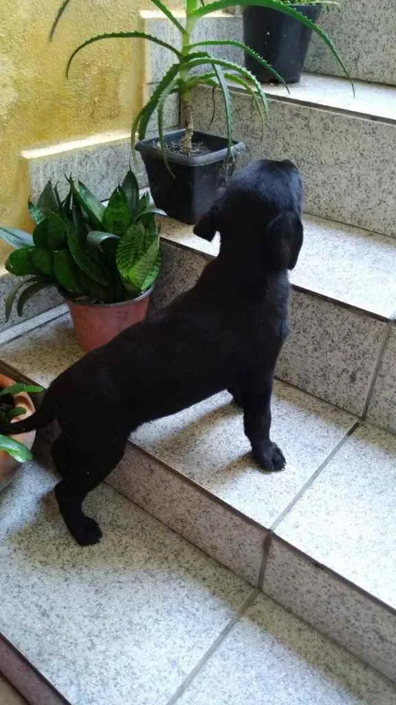Cachorro ra a Vira-lata idade Abaixo de 2 meses nome Filhotes 