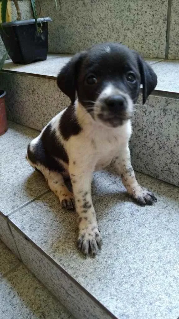 Cachorro ra a Vira-lata idade Abaixo de 2 meses nome Filhotes 