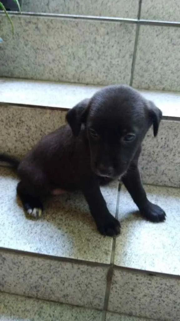 Cachorro ra a Vira-lata idade Abaixo de 2 meses nome Filhotes 