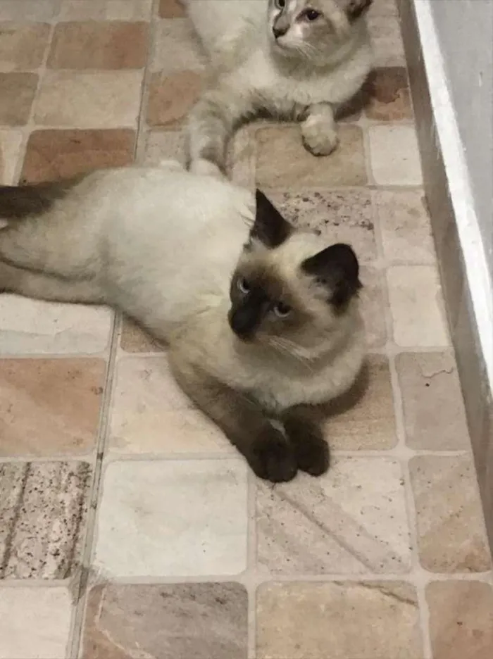 Gato ra a SRD-ViraLata idade 2 a 6 meses nome LUIS INACIO E DILMA