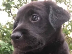 Cachorro raça Sem Raça Definida  idade Abaixo de 2 meses nome Sem nome