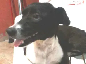 Cachorro raça Vira lata  idade 3 anos nome Bela(belinha)