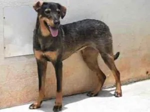 Cachorro raça Vira lata  idade 1 ano nome Mary